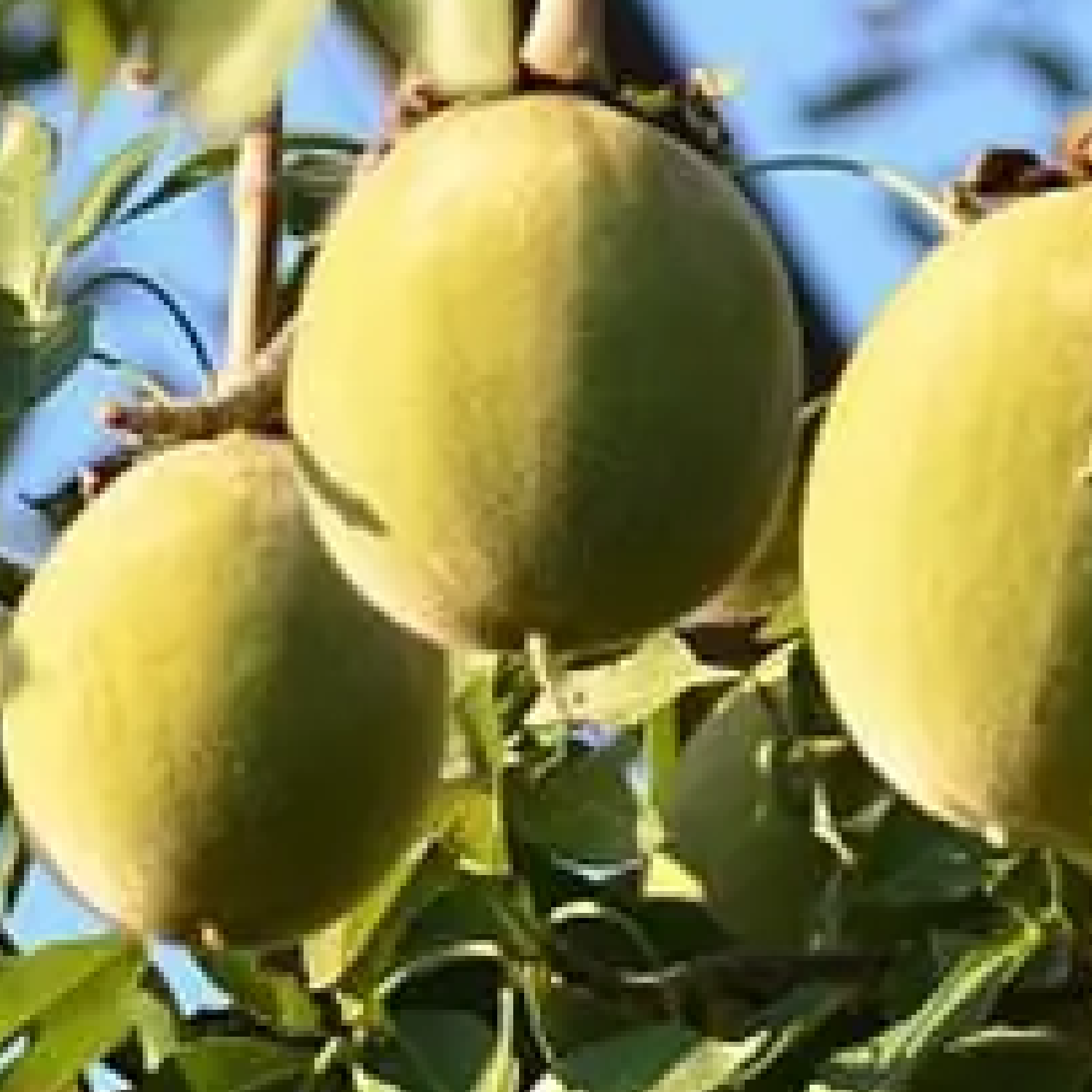 Three green fruits hanging from a tree with a blurred blue sky background
