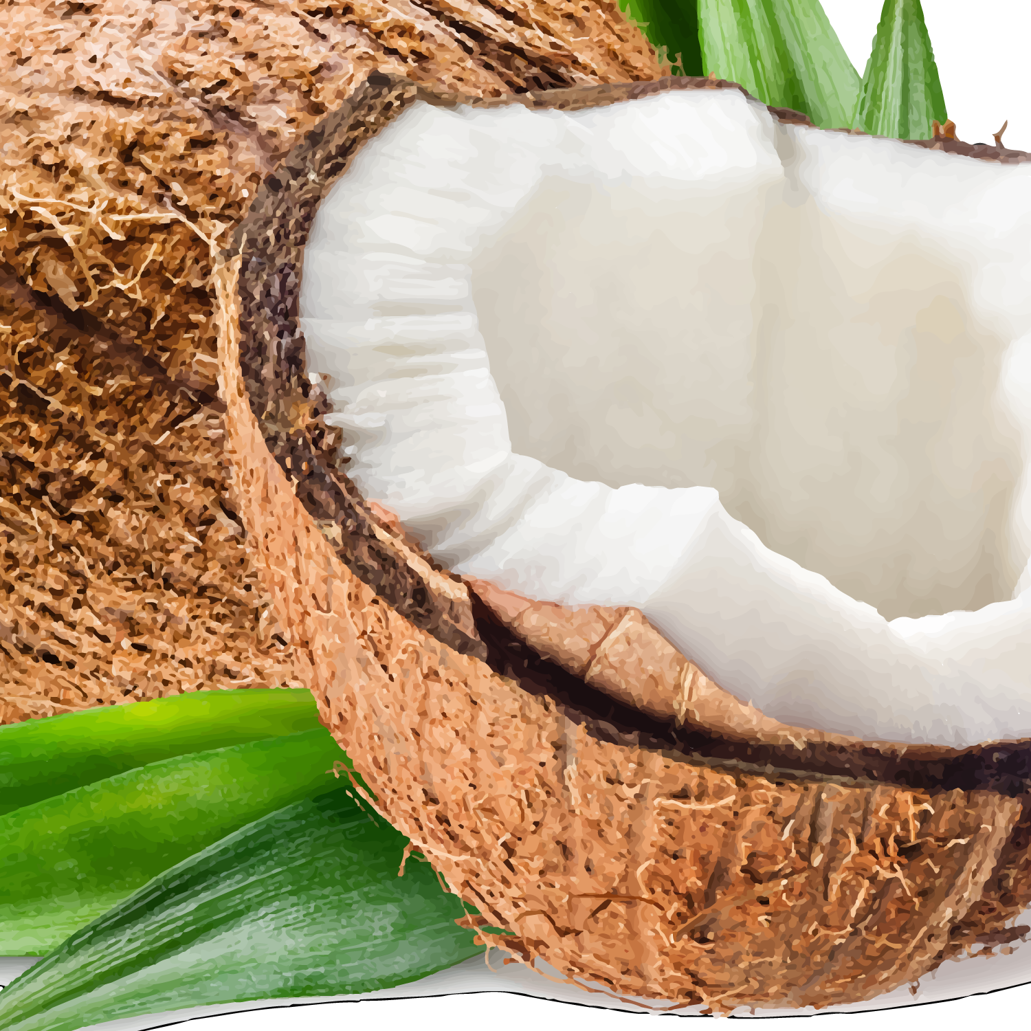 Close-up of a split coconut with green leaves on a white background
