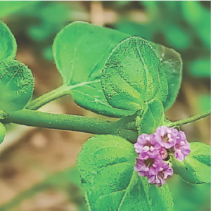 Close-up of green leaves with a small bakuchiol purple flower on a blurred green background