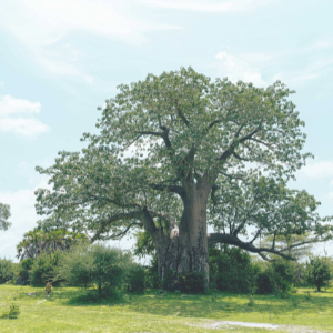 baobab tree