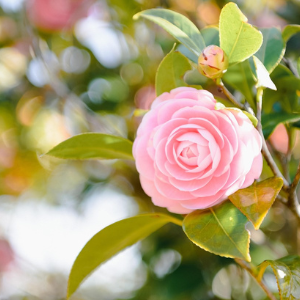 Close-up of a pink flower with green leaves on a blurred natural background