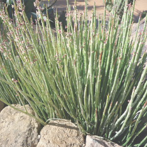 Tall green succulent plant with thin leaves on a rocky surface