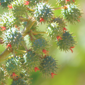 Close-up of ricino seeds on a plant with a blurred green background