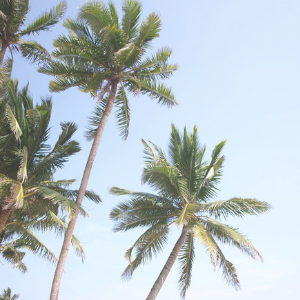 Palm trees against a clear blue sky
