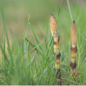 Two horsetail plants growing in grass with a blurred green background