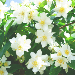 White jasmine flowers with green leaves on a sunny day