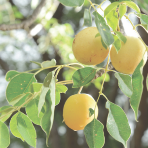 Yellow marula fruits on a tree branch with green leaves