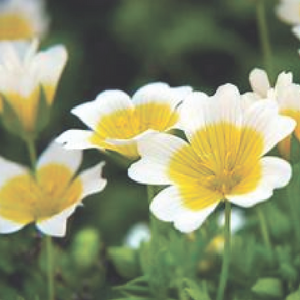 Close-up of white and yellow meadowfoam flowers with a blurred green background