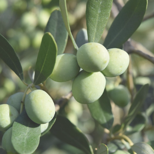 Green olives on an olive tree branch with leaves.