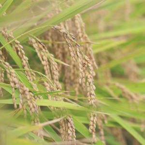 Rice plants with grains in a field