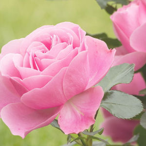 Close-up of a pink rose with a blurred green background