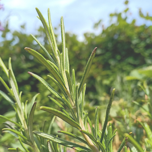 Close-up of green rosemary leaves with a blurred natural background