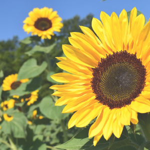 Sunflowers in a field with a clear blue sky