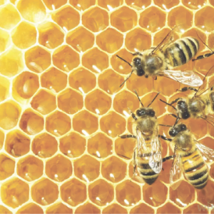 Bees on a honeycomb
