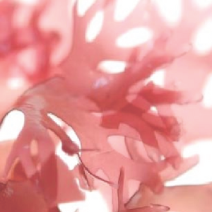 astaxanthin red micro algae