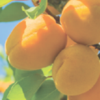 Close-up of a cluster of ripe apricots with a clear background