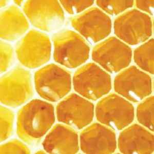 Close-up of a honeycomb with beeswax