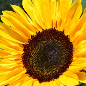 Close-up of a bright yellow sunflower with a dark brown center.