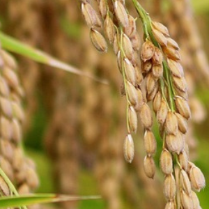Close-up of a rice bran plant with mature grains