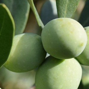 Close-up of green olive fruits with leaves in the background