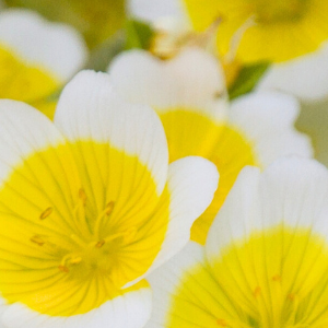 Close-up of yellow and white meadowfoam flowers with a soft focus background