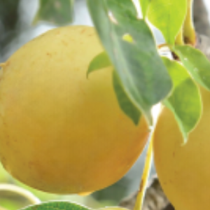 Close-up of a yellow marula fruit with green leaves on a blurred background