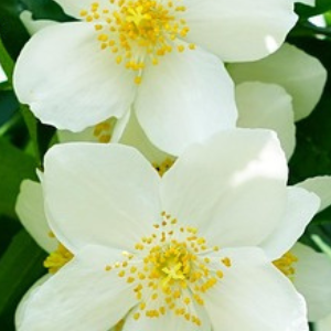 Close-up of white flowers with yellow centers on a green background