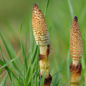 Tall horsetail fern with two prominent plant stalks in a natural setting