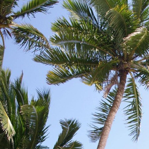 Coconut palm tree against a clear blue sky