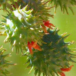 Close-up of ricino seeds on a green background