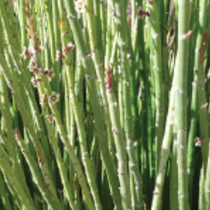 Close-up of green plant with long stems and small flowers.