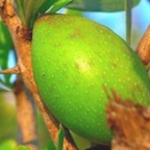 Green jojoba fruit on a tree branch with a blurred background