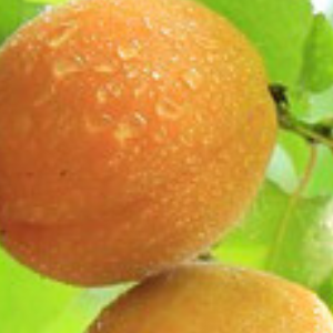 Close-up of a ripe apricot with a green background