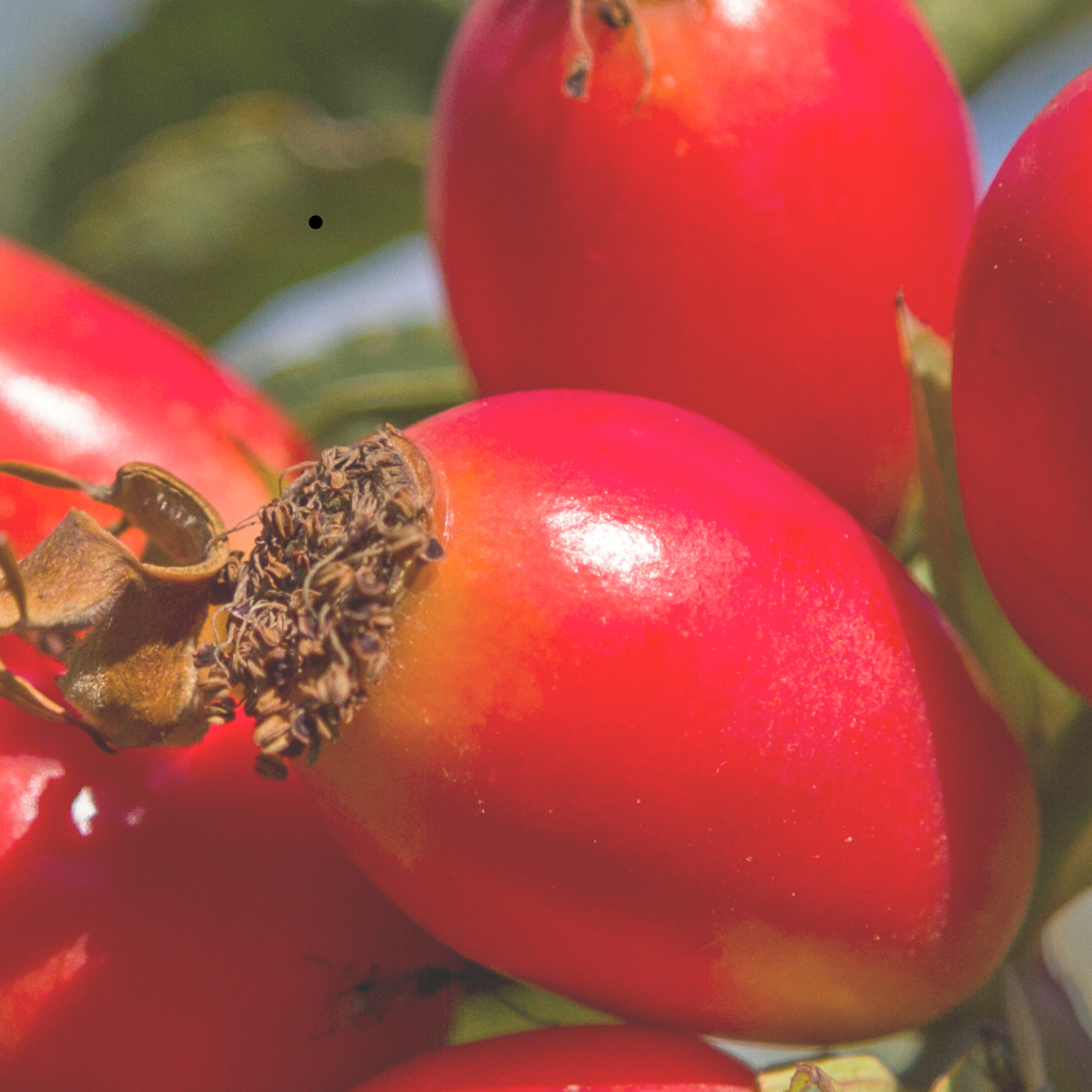 Close-up of red rosehips with a blurred green background
