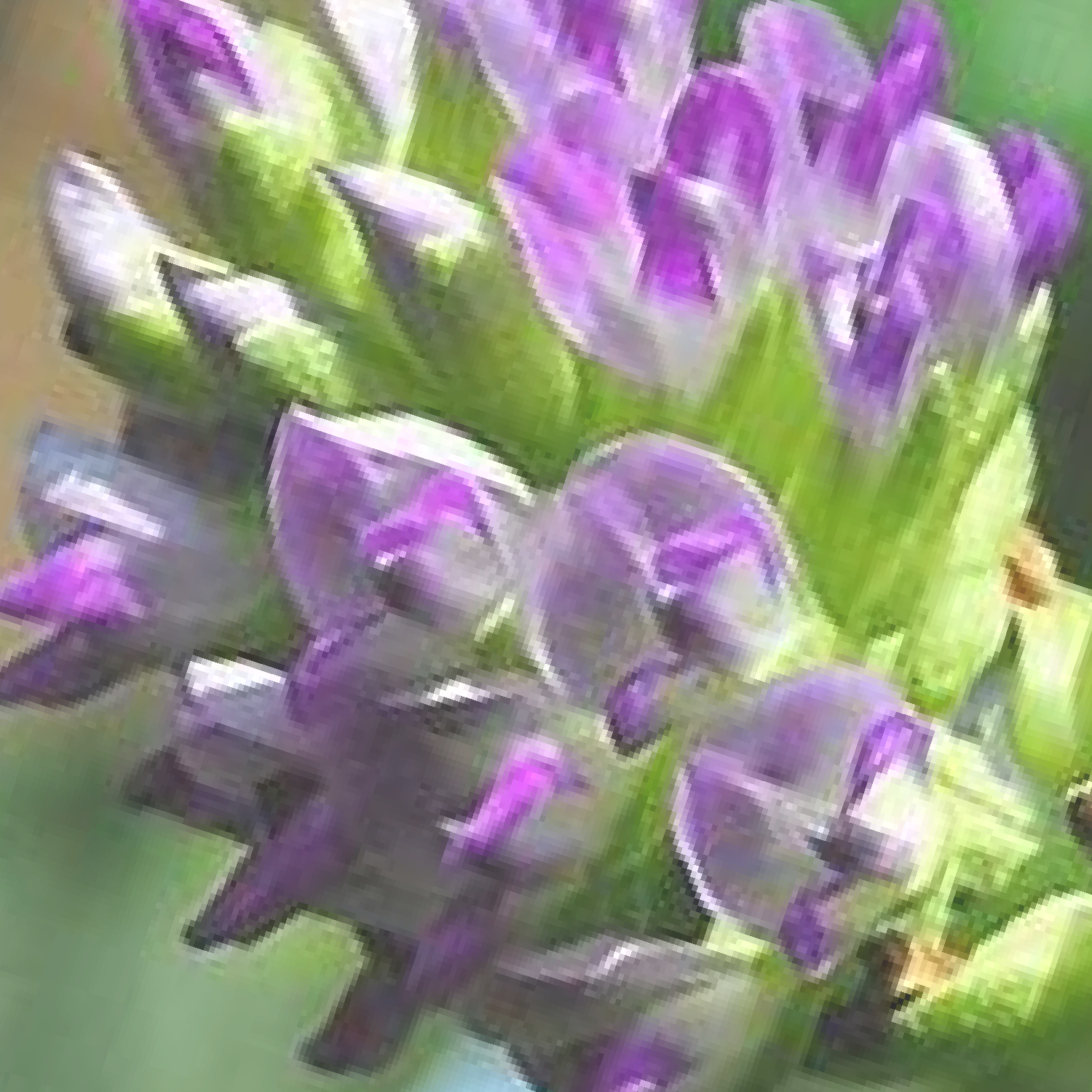 Close-up of bakuchiol purple flowers with green leaves