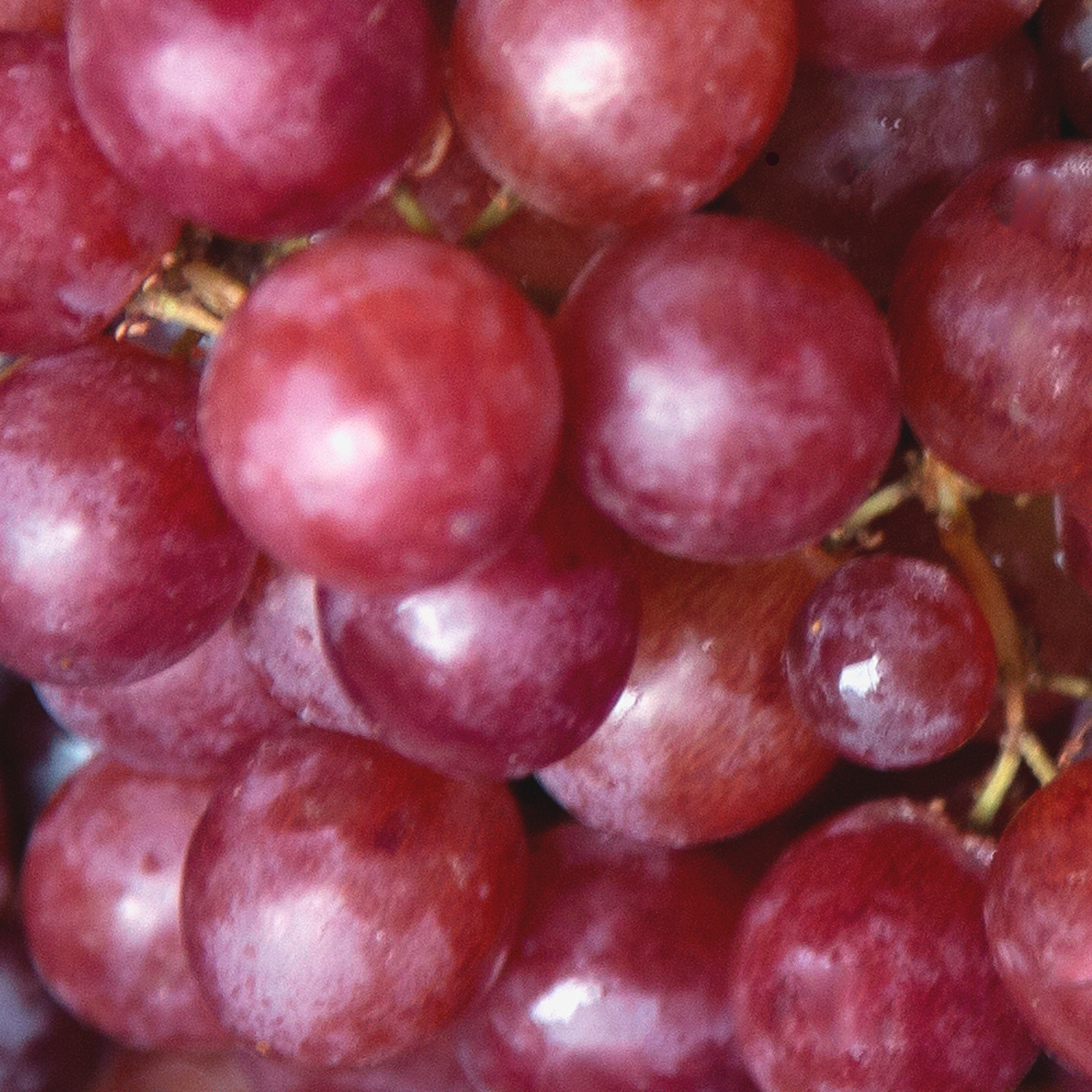 Close-up of red grapes with a focus on texture and color.