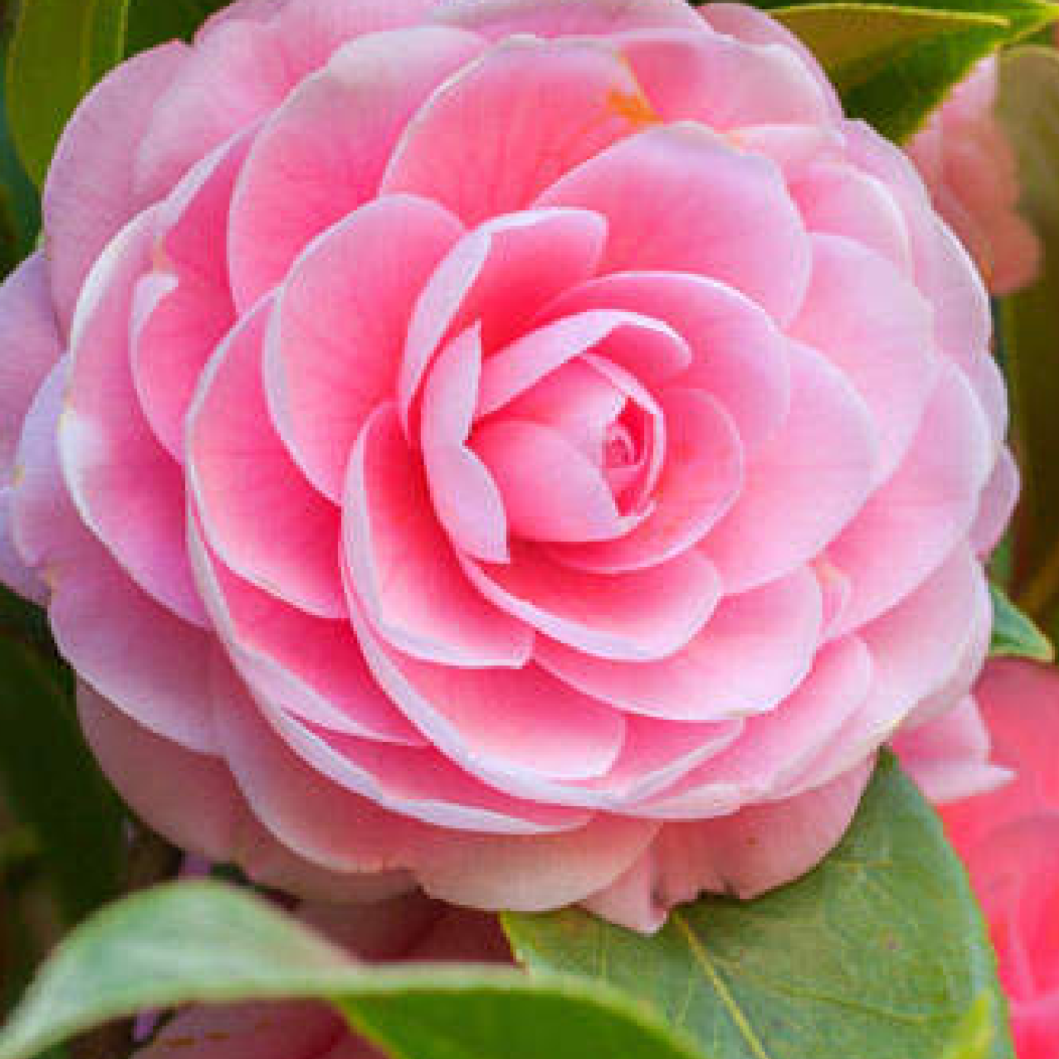 camellia flower