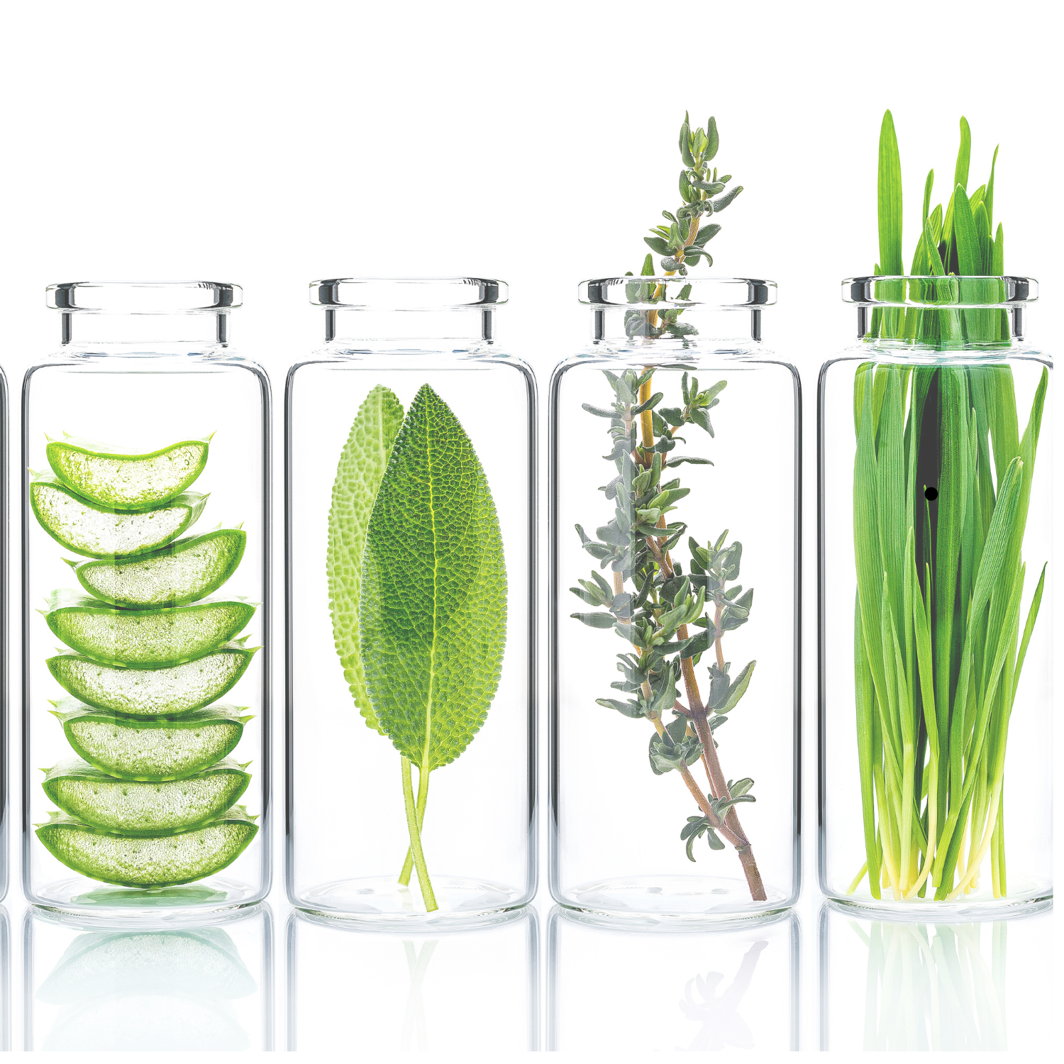 Four glass jars with various green plants on a white background