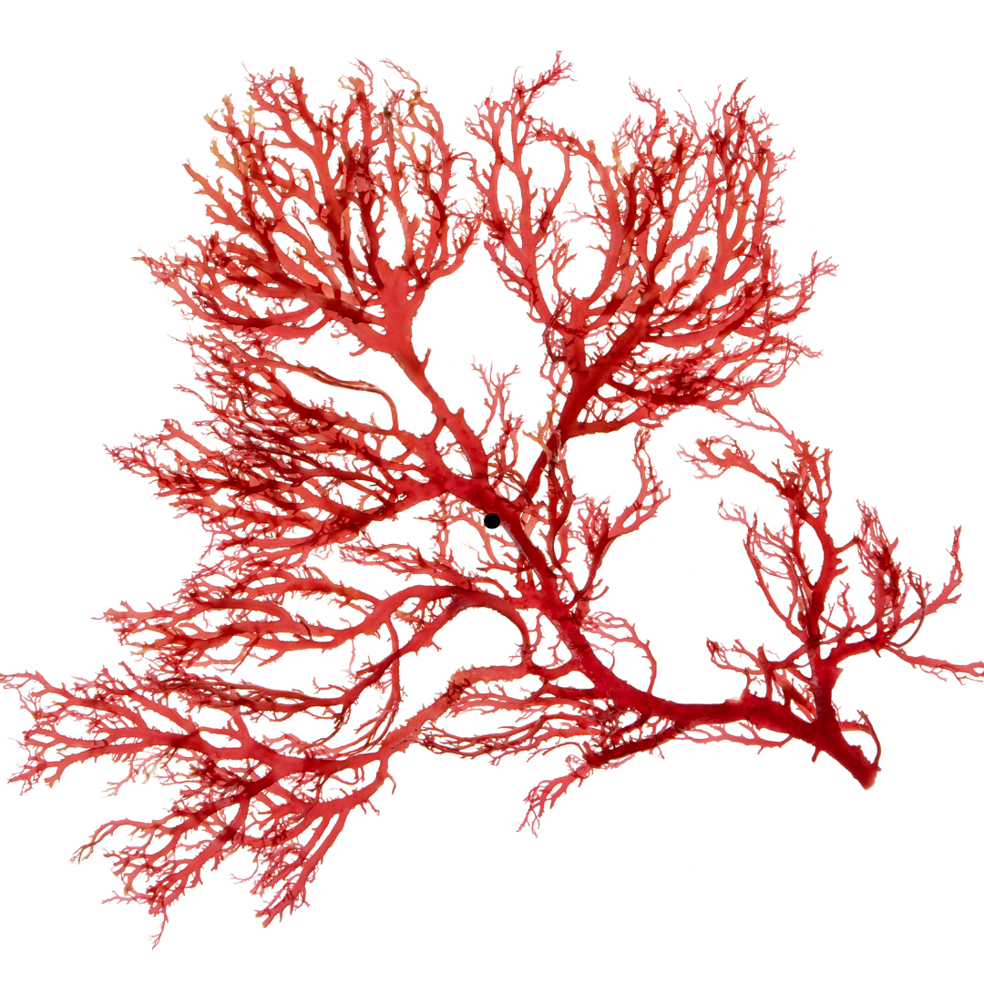 Red astaxanthin micro algae