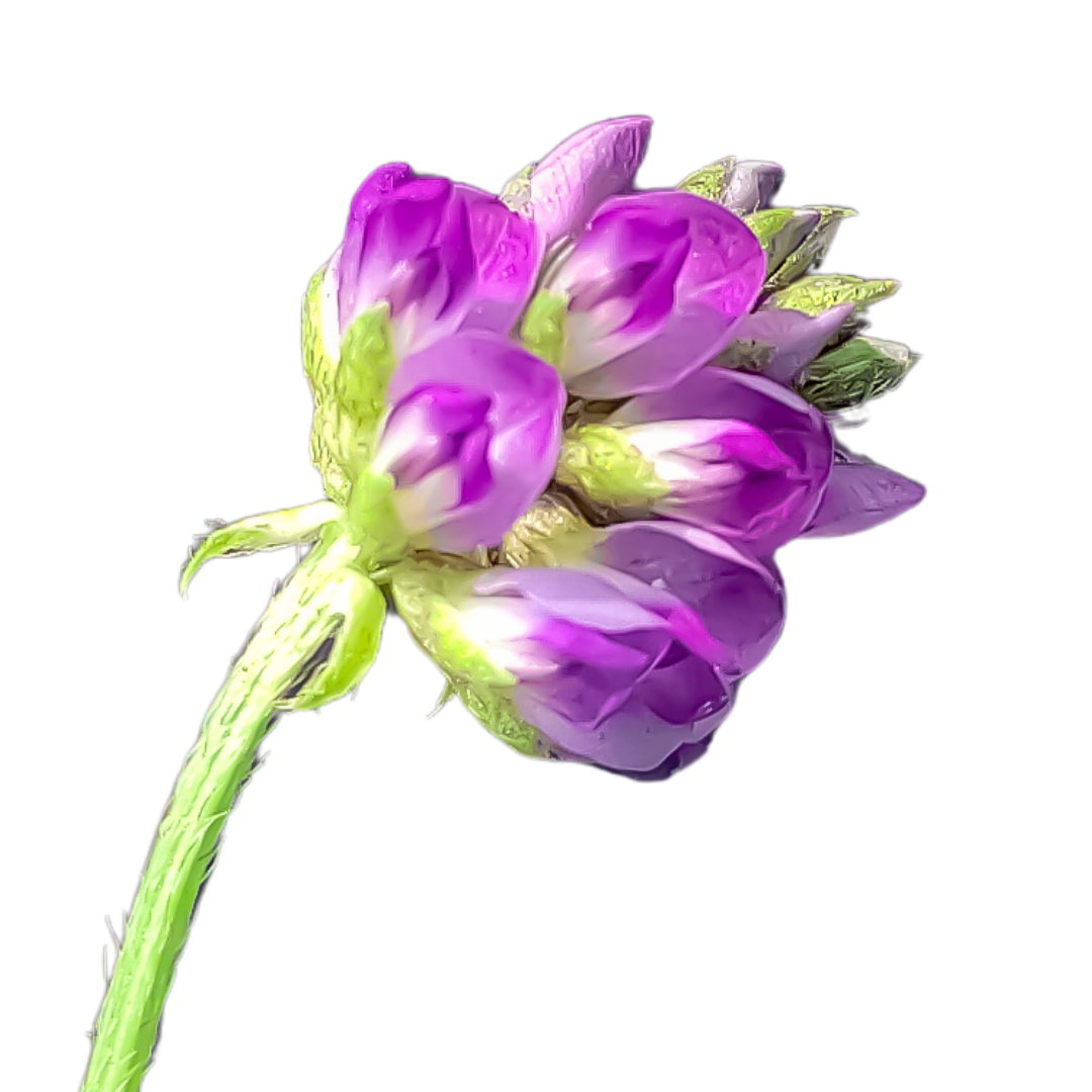 Close-up of a bakuchiol purple flower with green stem on a white background