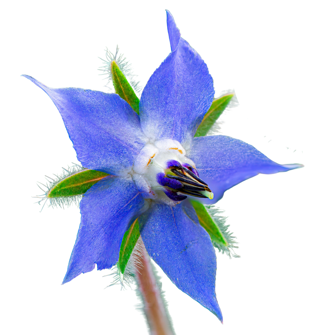 Close-up of a blue borage flower on a white background