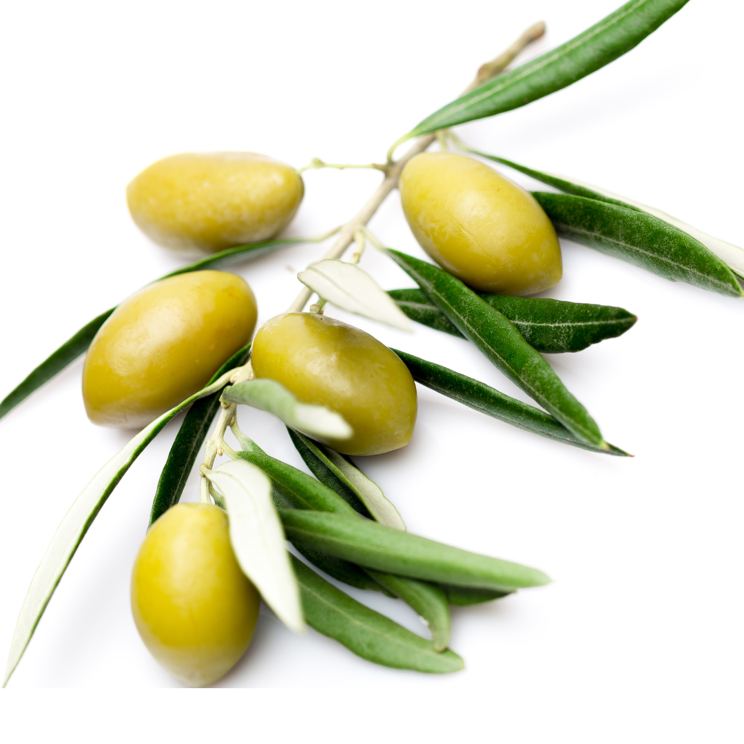 Green olives on a branch with leaves on a white background