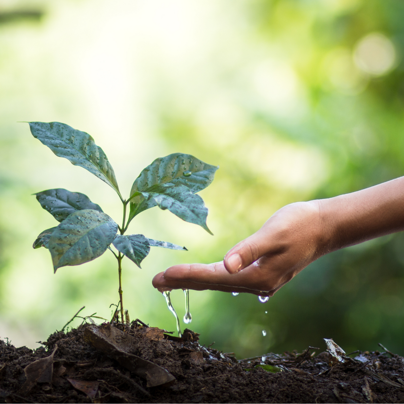 Hand watering a small plant in soil with a blurred green background