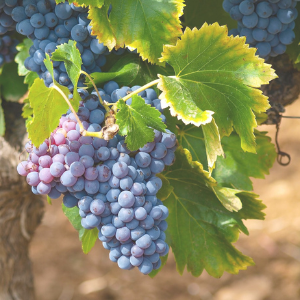 Bunches of purple grapes with green leaves on a vine