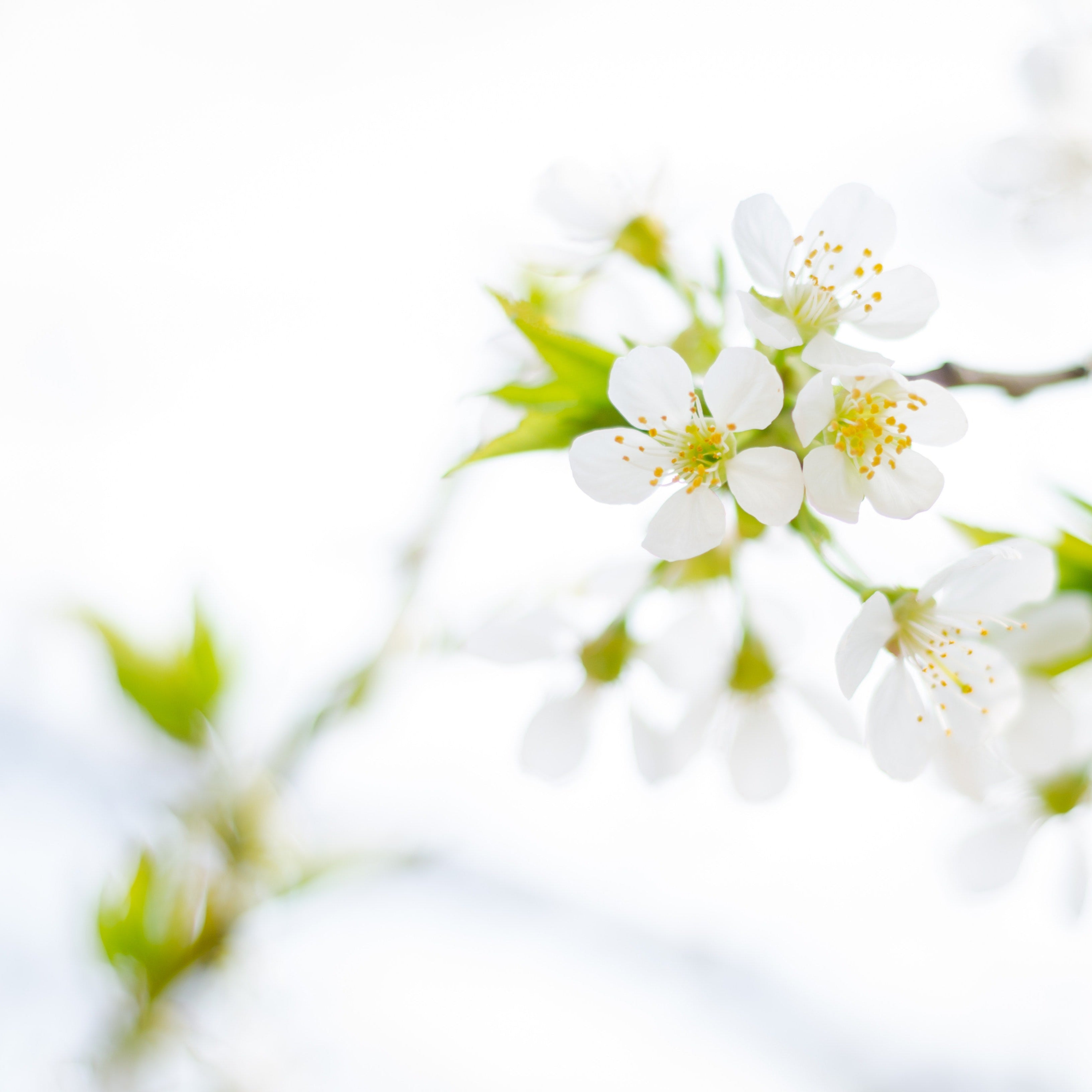 Close-up of white flowers with a blurred background